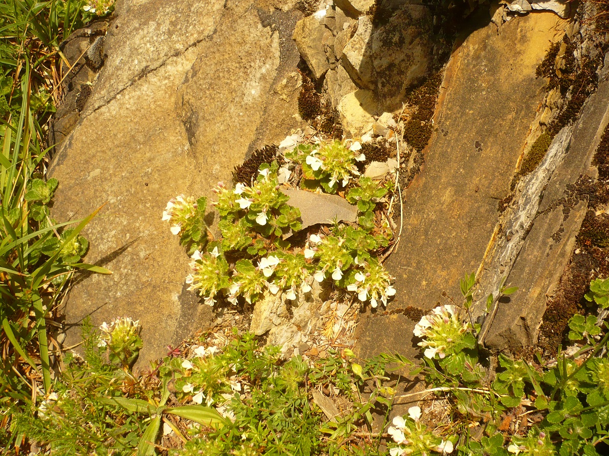 Teucrium pyrenaicum (Lamiaceae)